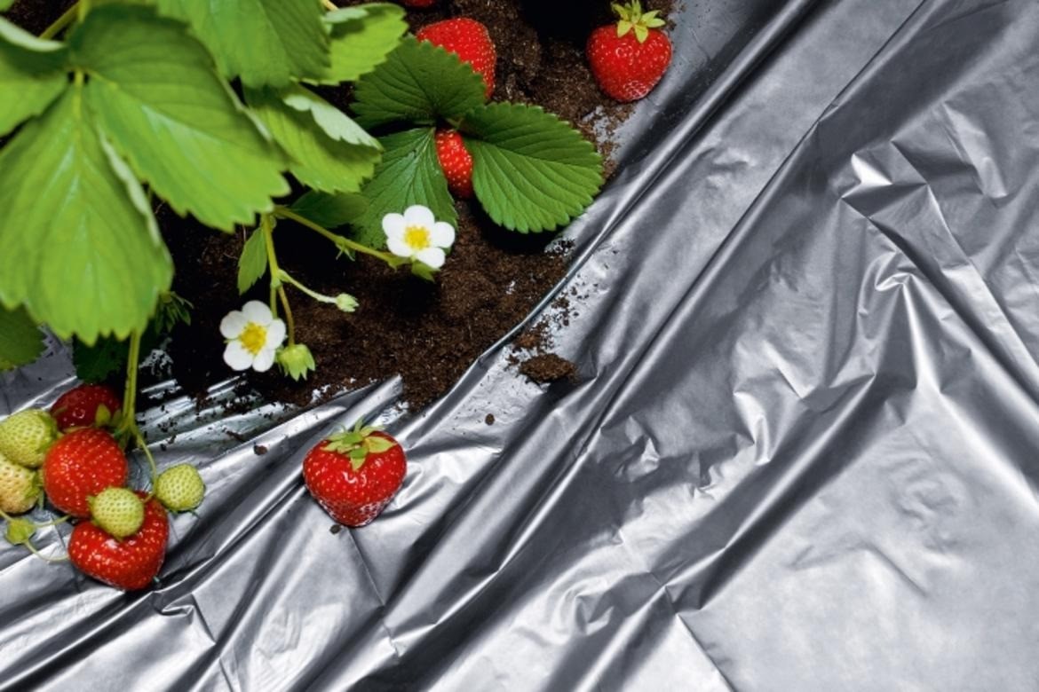 ICELENE LL118 Butene Copolymer LLDPE Film Resins